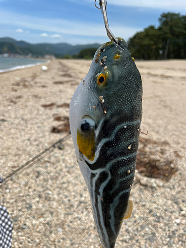 シマフグの釣果