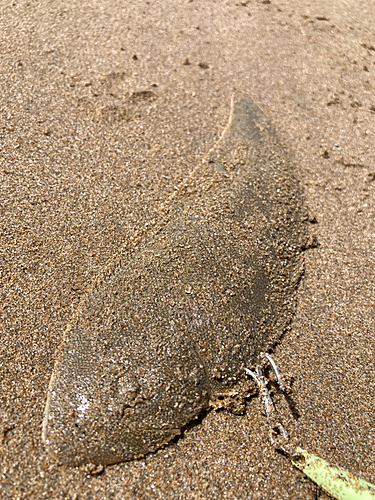 シタビラメの釣果