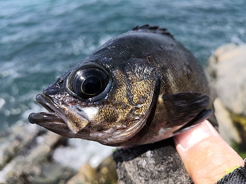 アカメバルの釣果