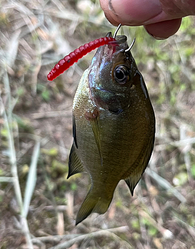 ブルーギルの釣果