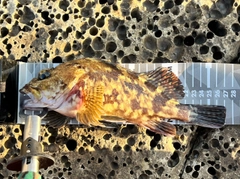 ガシラの釣果