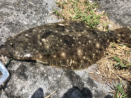 ソゲの釣果