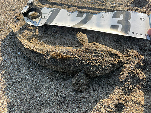 マゴチの釣果