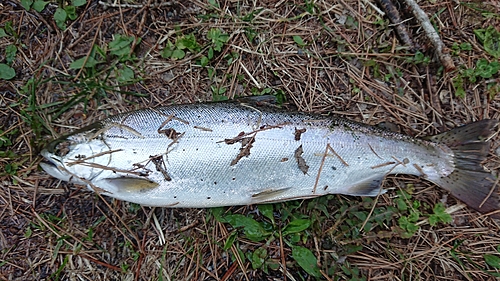 サクラマスの釣果