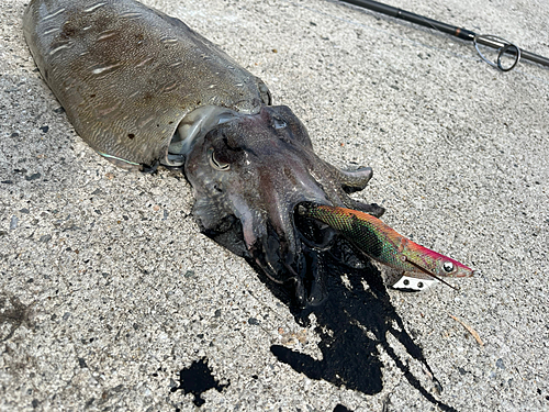 モンゴウイカの釣果