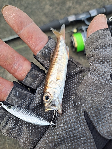 クロムツの釣果