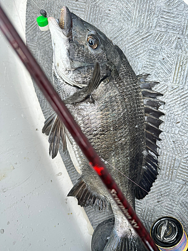 クロダイの釣果