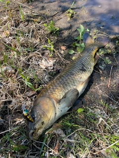 コイの釣果