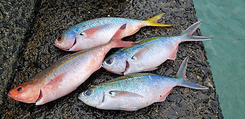 ウメイロの釣果