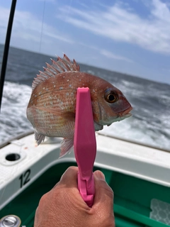 マダイの釣果