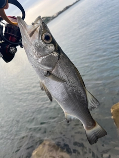 ヒラスズキの釣果