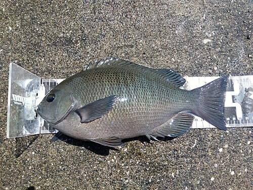 メジナの釣果