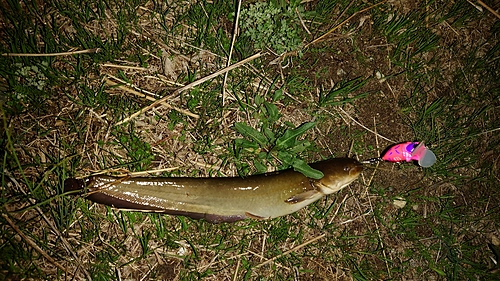 ナマズの釣果