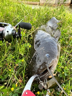 ナマズの釣果