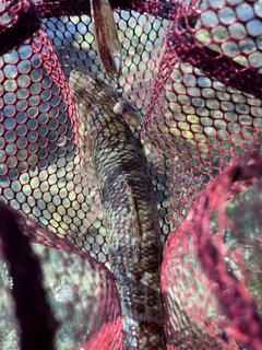 ヒトスジエソの釣果