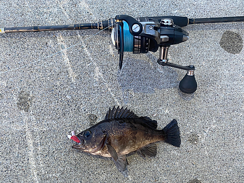 メバルの釣果