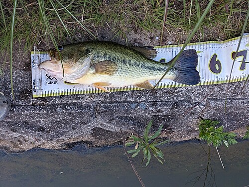 ブラックバスの釣果