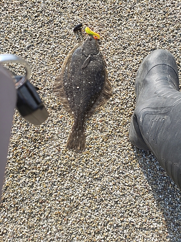 イシモチの釣果