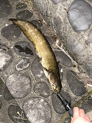 ナマズの釣果