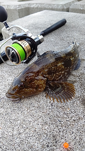 アイナメの釣果