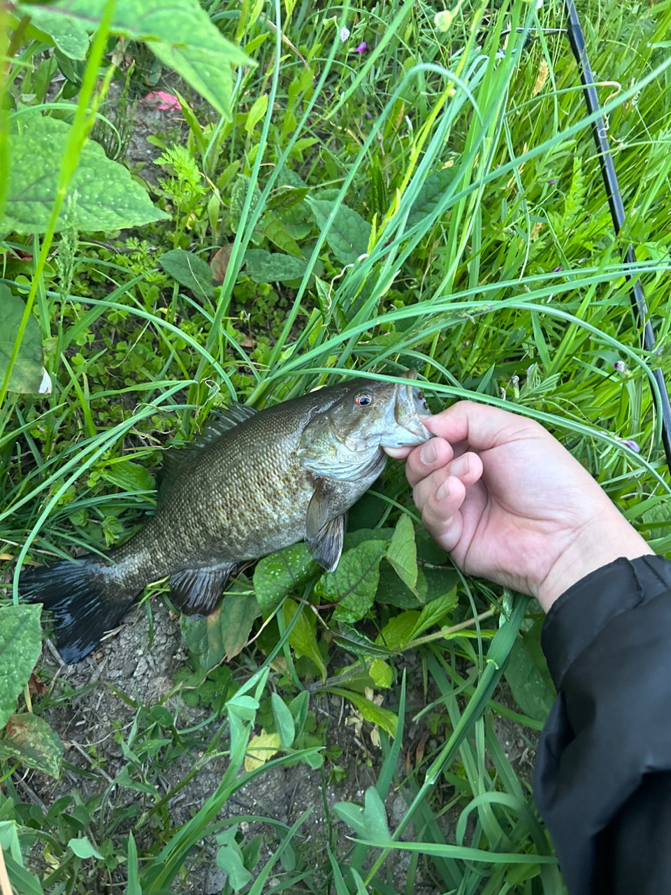 スモールマウスバス