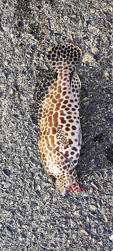 カンモンハタの釣果