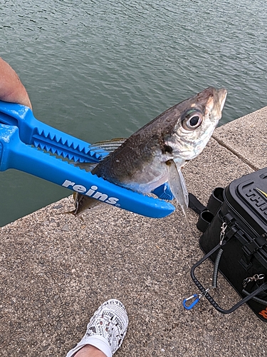 アラカブの釣果