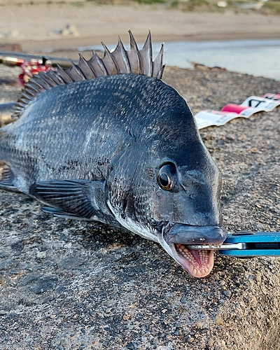 チヌの釣果