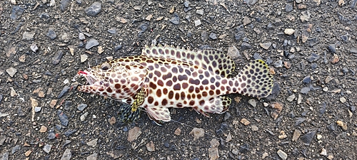 カンモンハタの釣果