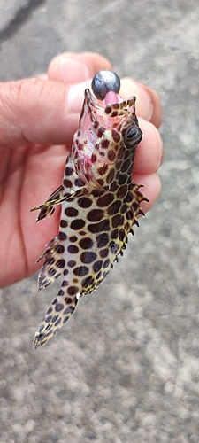 カンモンハタの釣果