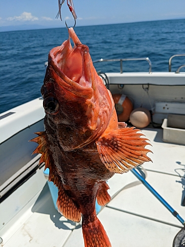 ウッカリカサゴの釣果