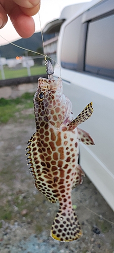 カンモンハタの釣果