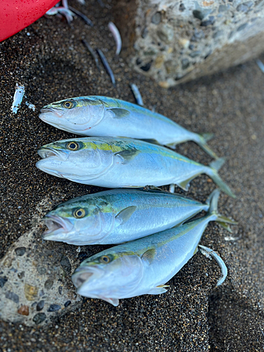 イナダの釣果