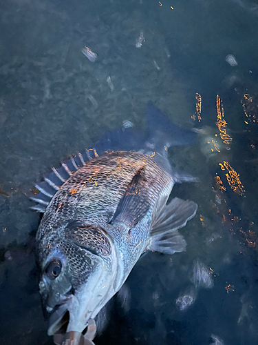 クロダイの釣果