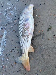 コイの釣果