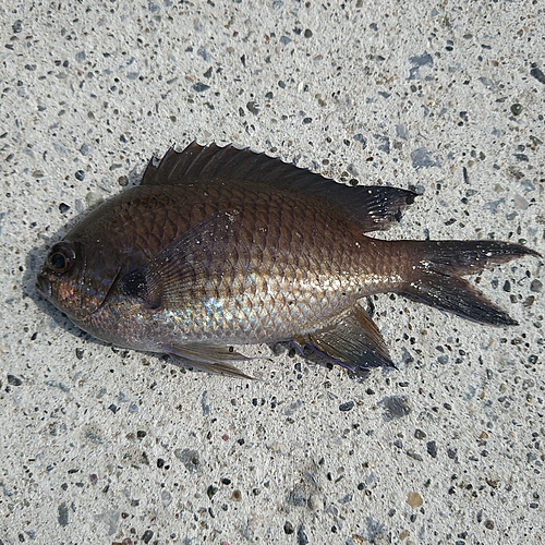 スズメダイの釣果