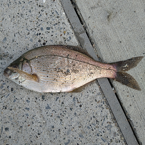 ウミタナゴの釣果