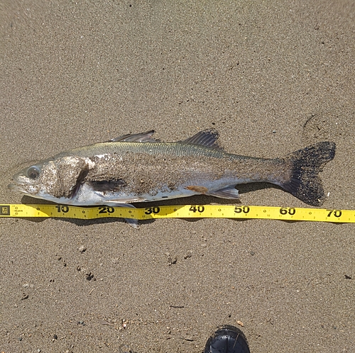 スズキの釣果