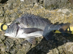 クロダイの釣果