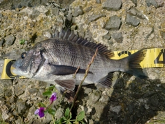 クロダイの釣果