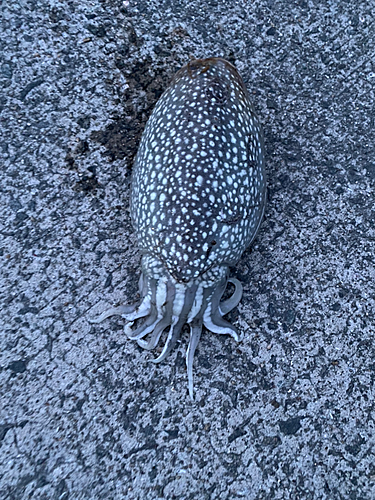 シリヤケイカの釣果