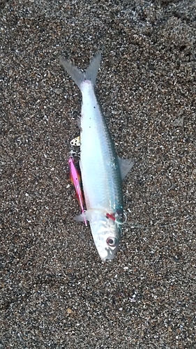 カタボシイワシの釣果