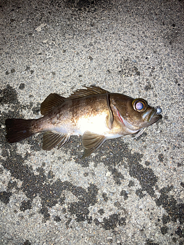 メバルの釣果