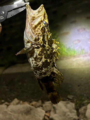 タケノコメバルの釣果