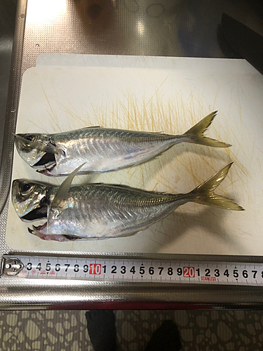 マアジの釣果