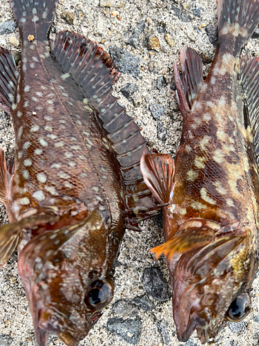 カサゴの釣果