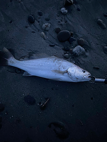 ニベの釣果