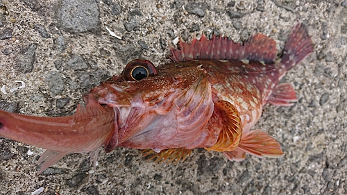 カサゴの釣果