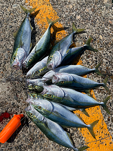 イナダの釣果