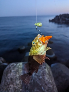 カサゴの釣果